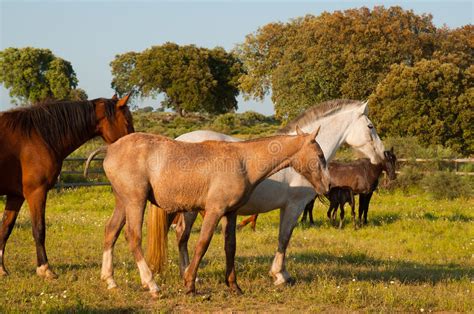 Se afla in zona moll d'espanya del port vell, pe malul marii. Pferde Auf Einem Gebiet, Bauernhof In Extremadura, Spanien ...