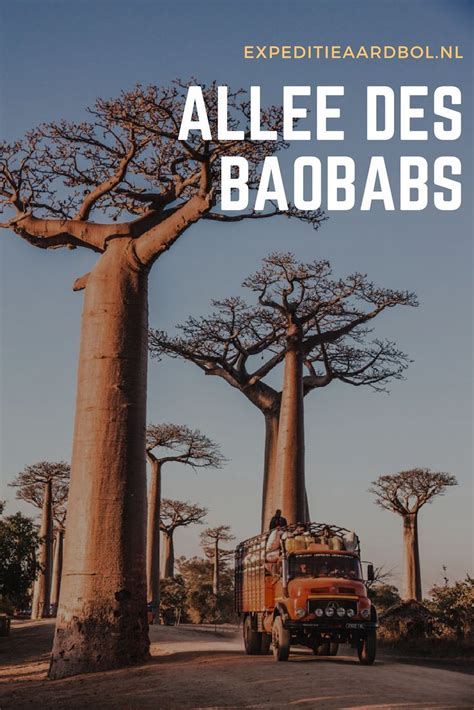 Allée Des Baobabs In Madagascar Bezoeken De Beste