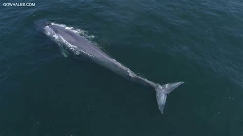 Drone Footage Captures Blue Whales In Monterey Bay California Youtube