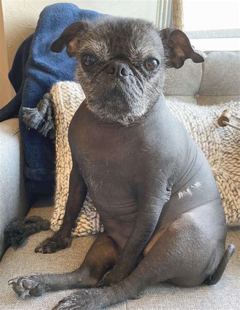 This Hairless Pug Is Absolutely Perfect The Dodo