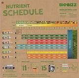 Autoflower Feeding Schedule Pictures