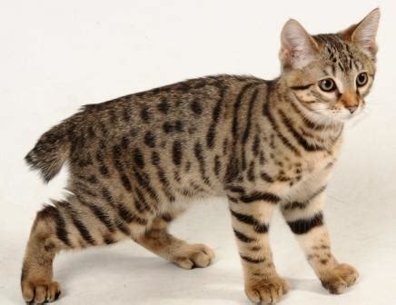 The highland lynx is a fairly new cat breed that made its first appearance in 1995 at a north carolina cattery. Wanted: Desert Lynx Cat/Kitten for Sale in Kelso ...