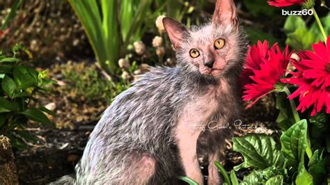 A Werewolf Cat Breed Exists And Its Awesome Youtube