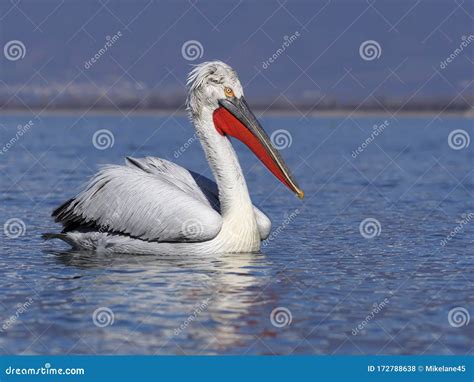 Dalmatian Pelican Pelecanus Crispus Stock Photo Image Of Pelecanus