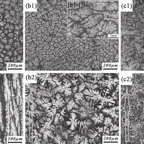 Optical Micrographs Of The Alcocrfeni Hea By Bridgman Solidification
