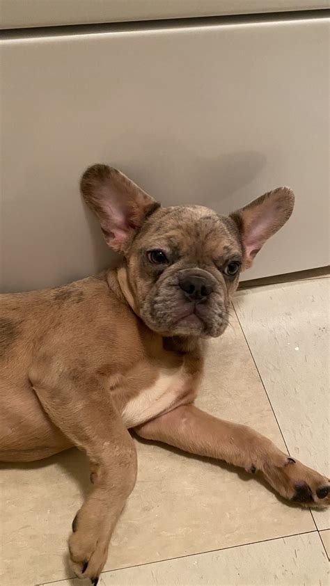 We believe in keeping our kennel small so that each of our dogs receives the individual love and attention that they deserve. French Bulldog Puppies For Sale | Houston, TX #323289