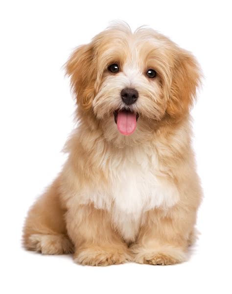 Havanese Dog Breed Characteristics History Appearance