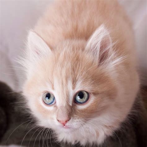 Gorgeous Cream Colored Kitten Fluffy Kittens Cute Kittens Cats And