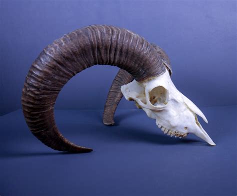 Alpine Mouflon Ram Horns And Skull Ahs50 Antlers Horns And Skulls
