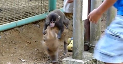 Boar Riding Monkey Attacked By Raccoon In Japanese Zoo Joe Is The