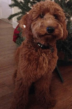2 male golden leopareds & 1 black female. Coat Types, Colors, & Grooming - Goldendoodles of TN - Nashville Goldendoodles, Best Goldendoodles
