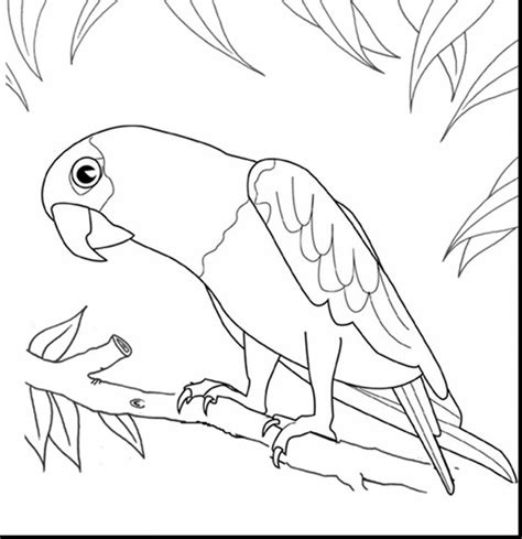 Color our free unicorn coloring page which is also a toucan coloring page. Toco Toucan coloring, Download Toco Toucan coloring for free 2019