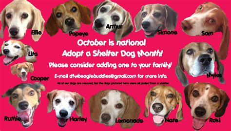 National Adopt A Shelter Dog Month Dfw Beagle Buddies