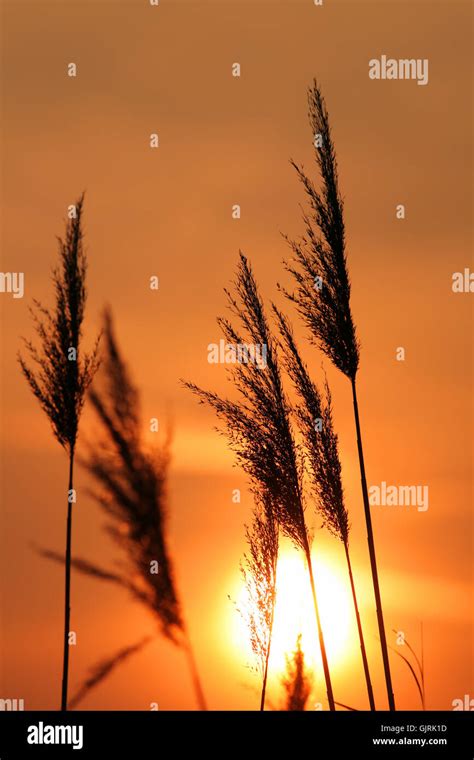 Sunset Sunrise Reed Stock Photo Alamy