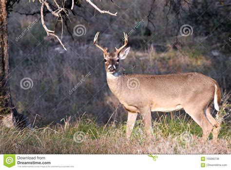 Whitetail Buck Deer In Texas Hill Country Fotografia Stock Immagine