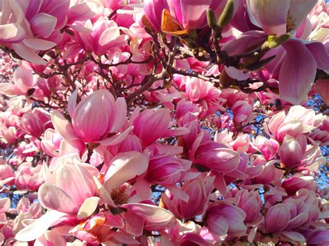 I need to buy a tulip (magnolia) tree. | Japanese magnolia tree, Magnolia trees, Tulip magnolia