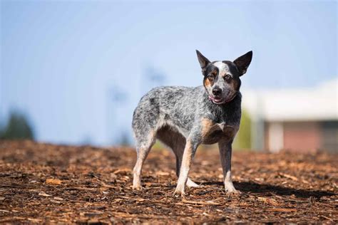 10 Best Dog Breeds For Farms