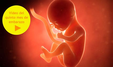3 dart, llc para babycenter. Quinto mes de embarazo: desarrollo del bebé en vídeo