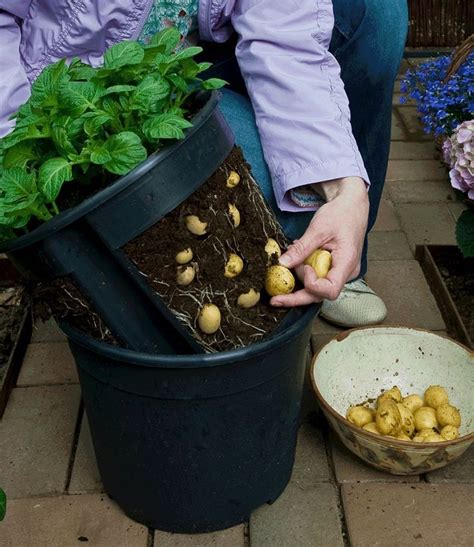 Water your plants well until their well established, about 4 days is recommended. PotatoPot - easy to DIY | Garden Decor | Pinterest | The road, Aquaponics and Potatoes