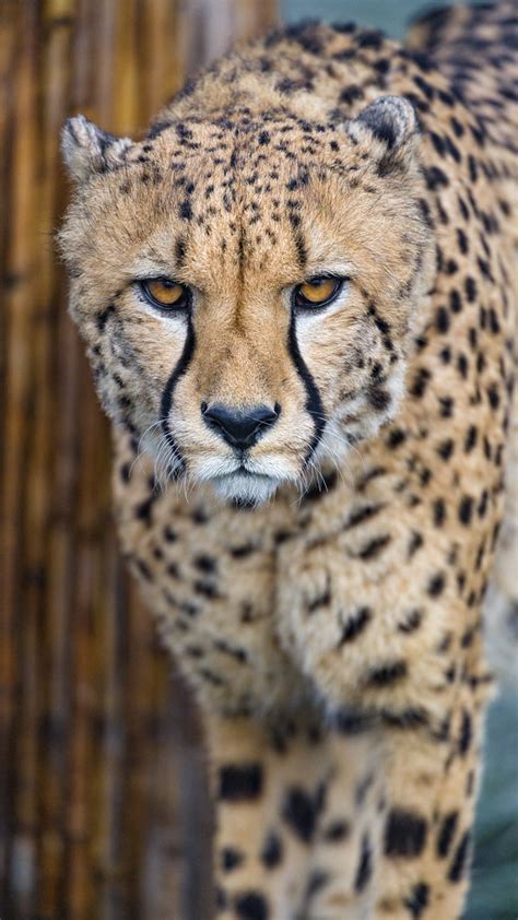 Cheetah Looking At Me One Of The Cheetahs Of The Tonis Zoo Flickr