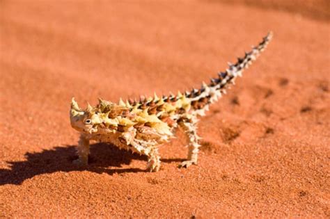 20 Amazing Animal Adaptations For Living In The Desert Mental Floss