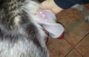 Masturbando Perros En Besuconas