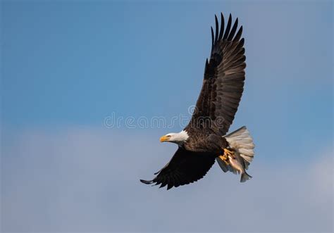 114 Bald Eagle Tree Maine Stock Photos Free And Royalty Free Stock