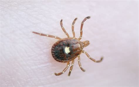 Know Your Ticks These Can Get You Sick Hartford Hospital Hartford Ct