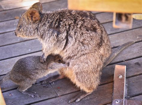 Most of this crying and fussing seems to happen in the late afternoon and understanding and responding to your newborn baby's behaviour. Baby Quokka, Rottnest Island, W.A | Explore Marc Russo ...
