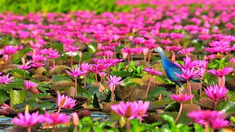 Lotus Lake Thale Noi Lake In Thailand Phatthalung Province Red Flowers