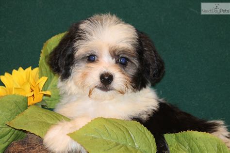 Interested in finding out more about the havanese? Havanese puppy for sale near Dallas / Fort Worth, Texas ...