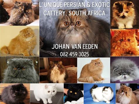 Lunique Persian And Exotic Cat Breeders Bloemfontein South Africa 96