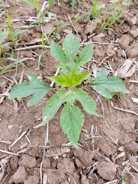 Identifying Troublesome Broadleaf Weeds In Soybeans