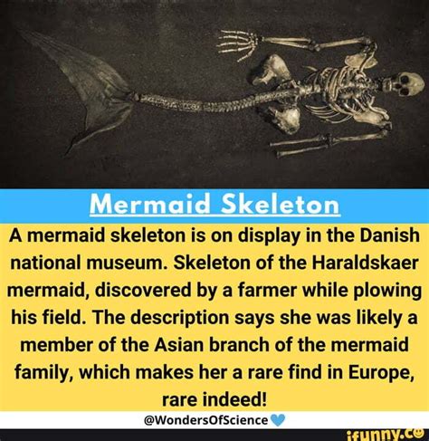 Mermaid Skeleton A Mermaid Skeleton Is On Display In The Danish