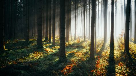 3840x2160 Sunbeams Morning Forest 4k 4k Hd 4k Wallpapers Images