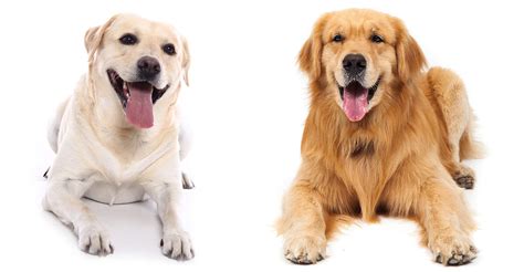 Labrador Retriever Vs Golden Retriever Which Breed Is Best