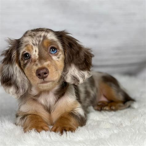 Evergreendox dachshunds