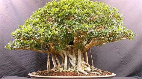 And you get to speak more hindi because these lessons teach you words and phrases for the common conversation topics like weather, hobbies, love, work, family. Bonsai trees for beginners india - YouTube