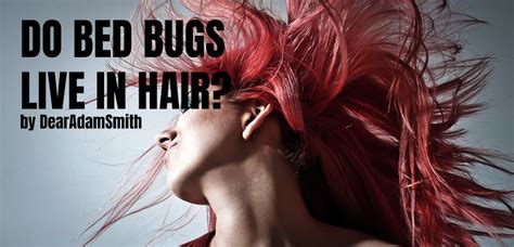Can Bed Bugs Live In Hair