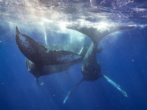 Researchers Document Humpback Whales Having Sex