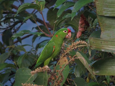 In My Costa Rican Garden Crimson Fronted Parakeet Birds For Beer