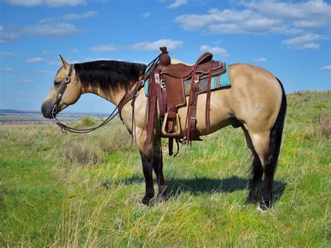 Seriously 38 Hidden Facts Of Buttermilk Buckskin Quarter Horse For