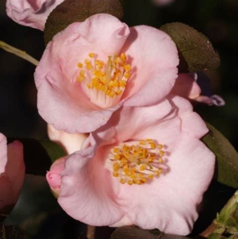 Camellia ‘baby Bear Camellia Plants Flowers