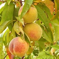 Belle of Georgia Peach - Food Forest Nursery