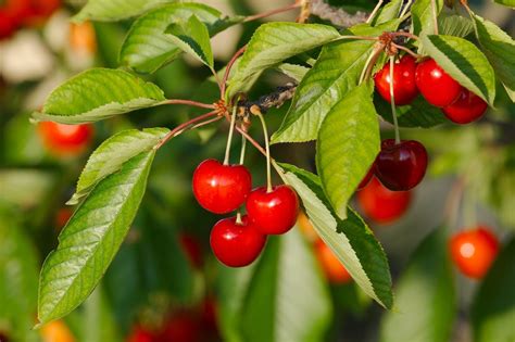 Growing Zone 7 Fruit Trees Tips On Planting Fruit Trees In Zone 7