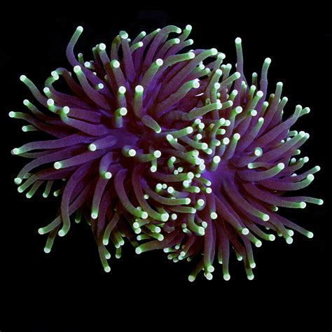 Buy Fluorescent Tip Torch Coral Live Coral For Sale Vivid Aquariums