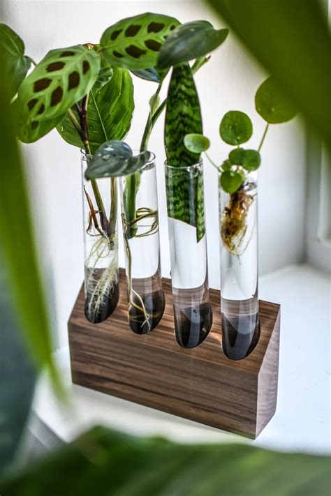 Pin On Indoor Plants Indoor Water Garden Plants Water Plants