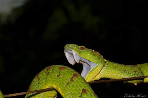 Philippine Pit Viper Trimeresurus Flavomaculatus Venomous Pit