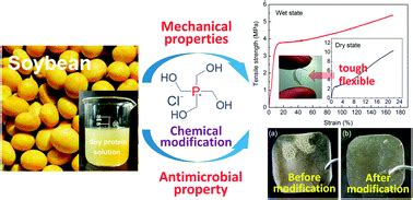 (1985) chemical modification of proteins, in modern methods in protein chemistry, review articles, vol. Selective chemical modification of soy protein for a tough ...
