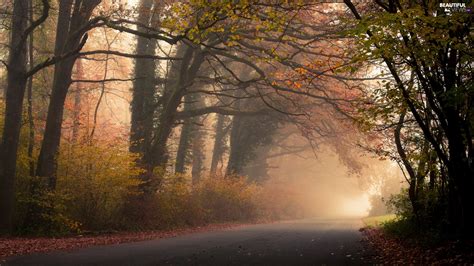 Way Autumn Viewes Fog Trees Forest Beautiful Views Wallpapers